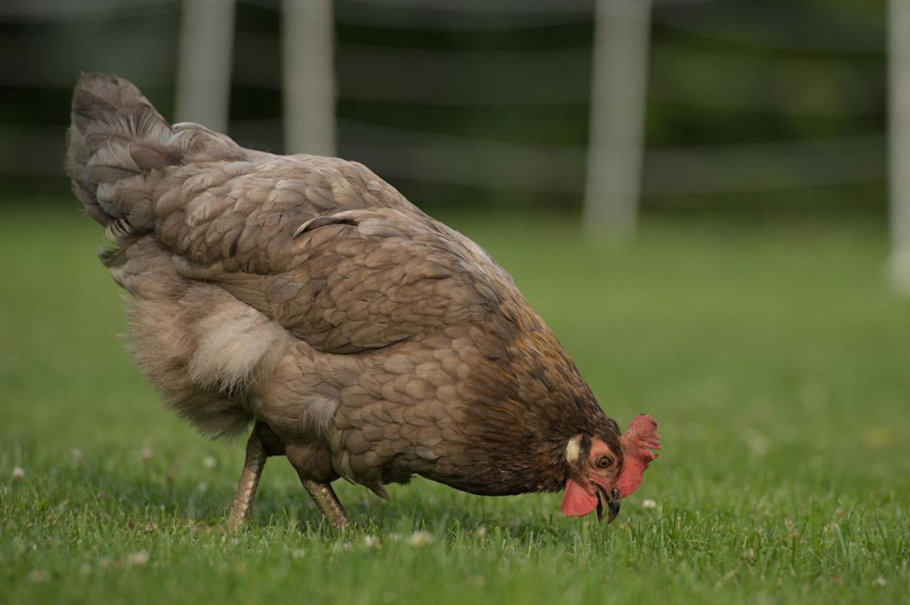 Friesenparadies Fri-Suedliches Friesland Bockhorn  Esterno foto
